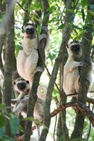 Sifaka lemurs