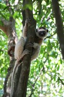 Sifaka lemurs