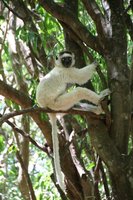 Sifaka lemurs