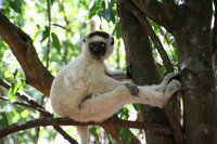 Sifaka lemurs