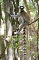 Ring tailed lemur