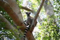 Ring tailed lemur