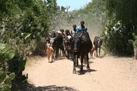 Zebu herd