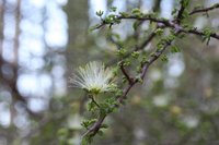 Flower of tree