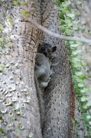 Dwarf lemur