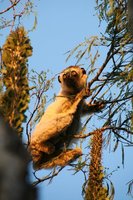 Dwarf lemur