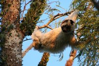 Dwarf lemur