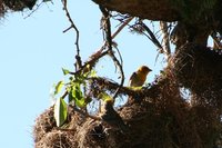 Madagascar suncross