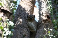 Dwarf lemur