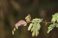 Dwarf chameleon