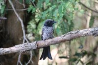 Crested drongo