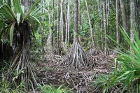 Mangrove trees