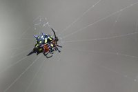 Thorn spider