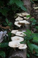 Fungi on log