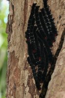 A group of caterpillars