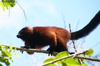 White fronted brown lemur