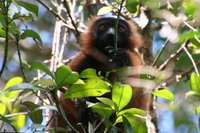 Red ruffed lemur