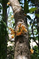 Fruit growing out of the tree trunk