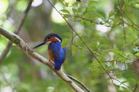 Madagascar kingfisher