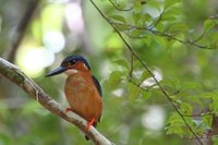 Madagascar kingfisher