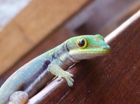 Day gecko