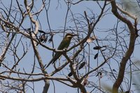 Bee Eater