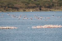 Flamingoes on Momella Lake