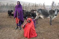 Maasai are cattle farmers