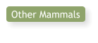 Other Mammals