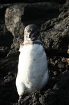 Galapagos Penguin