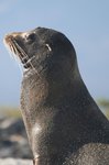 Seal