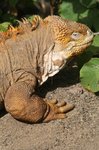 Land Iguana