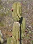 Giant Cactus