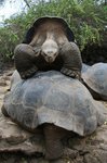 Giant Tortoise