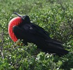 Frigate Bird