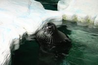 Seal at the Polaria